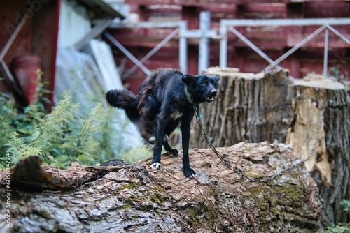 Close-up shot of a black dog on a chain jumping on a tree log