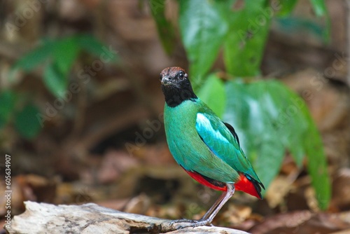 blue winged and hooded pitta birds