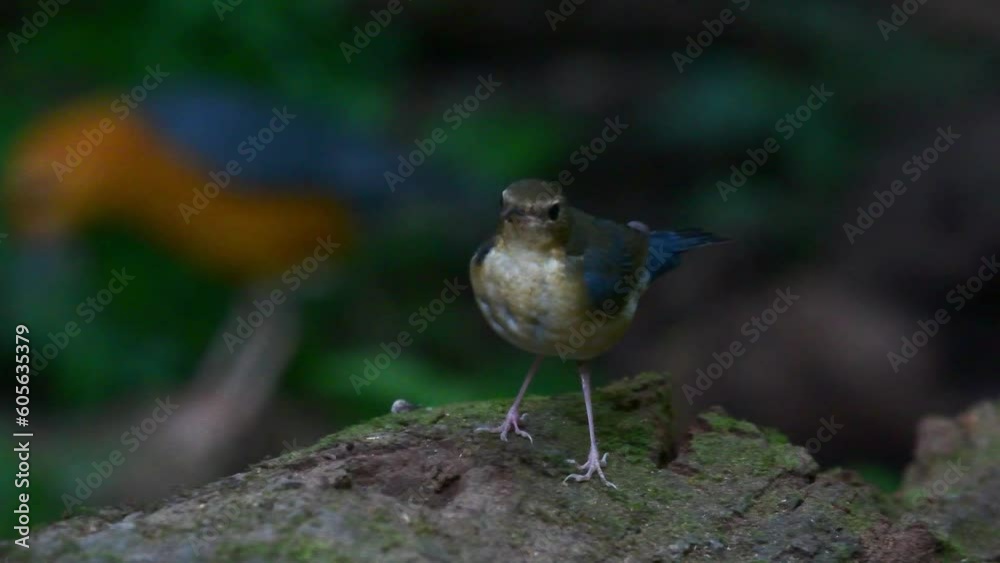 Closeup of a female Siberian blue robin (Luscinia cyane) in the forest on blurred background Closeup of a female Siberian blue robin (Luscinia cyane) in the forest on blurred background