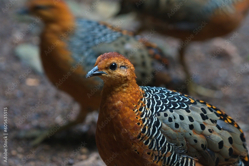 Obraz premium cute and beautiful rainforest birds of Thailand