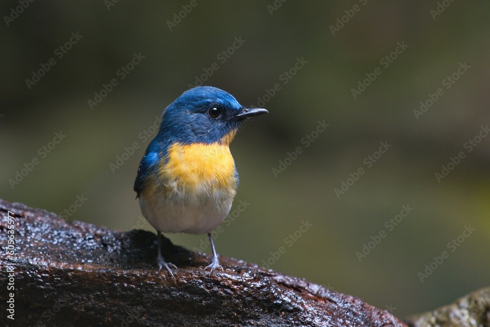 cute and beautiful rainforest birds of Thailand cute and beautiful rainforest birds of Thailand