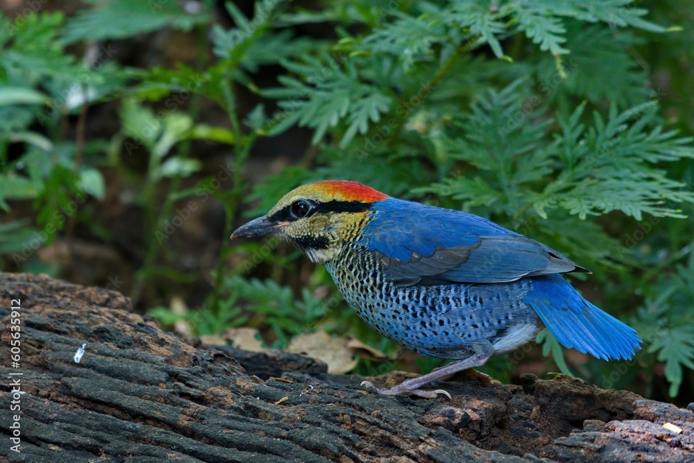 Obraz premium a colorful bird standing on a log next to leaves and rocks