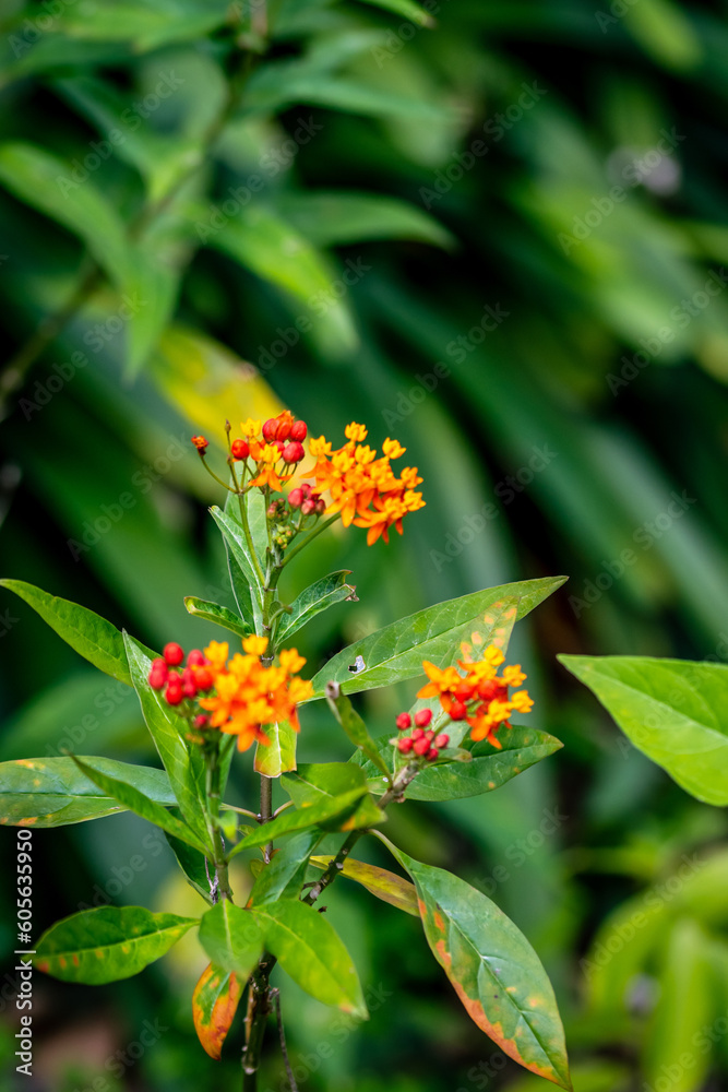 Asclepias curassavica que pertenece a la familia Apocynaceae. Asclepias curassavica que pertenece a la familia Apocynaceae.