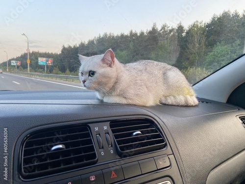 cat in car