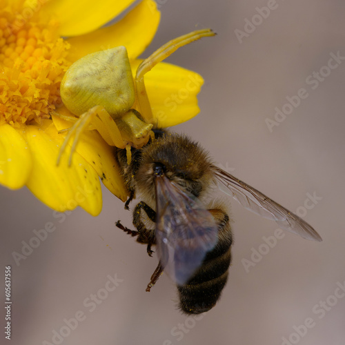Female Crab spider (Thomisus onustus) having catched a bee