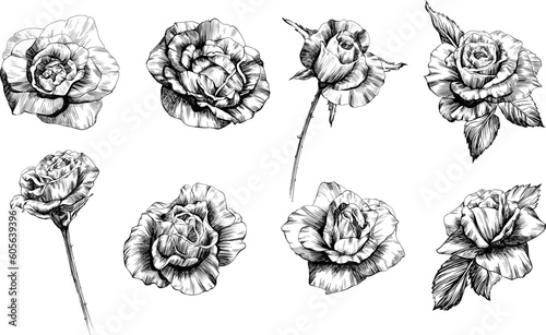 Rose flowers sketch. Isolated hand drawn set.
