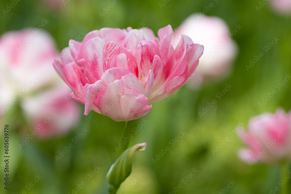 Blossoming pink tulips, flower field Blossoming pink tulips, flower field