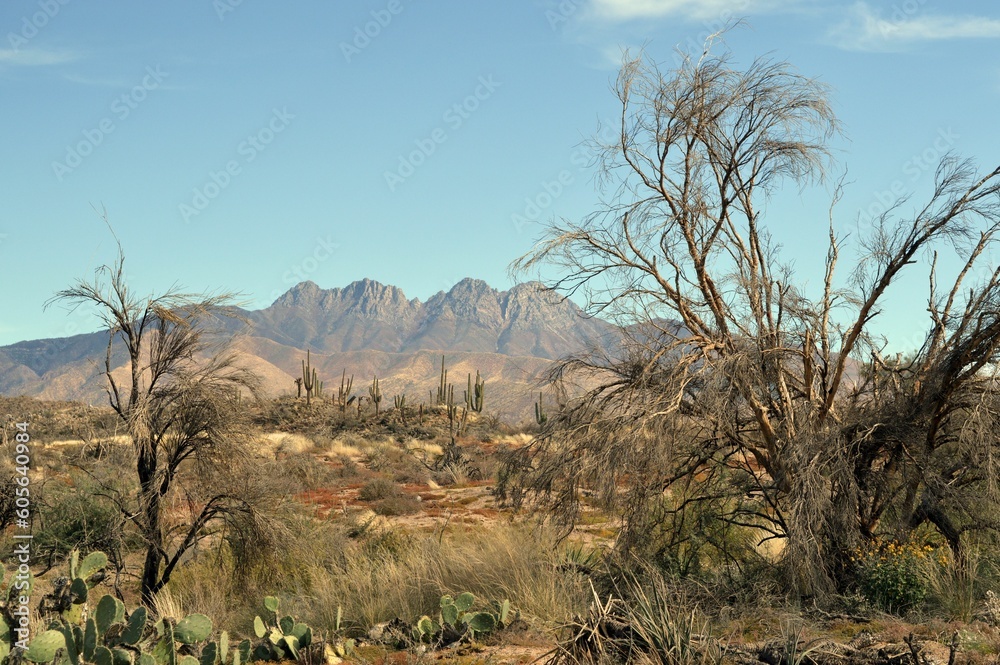 Naklejka premium Beautiful landscape of the Four Peaks, Arizona, and the Sonoran desert