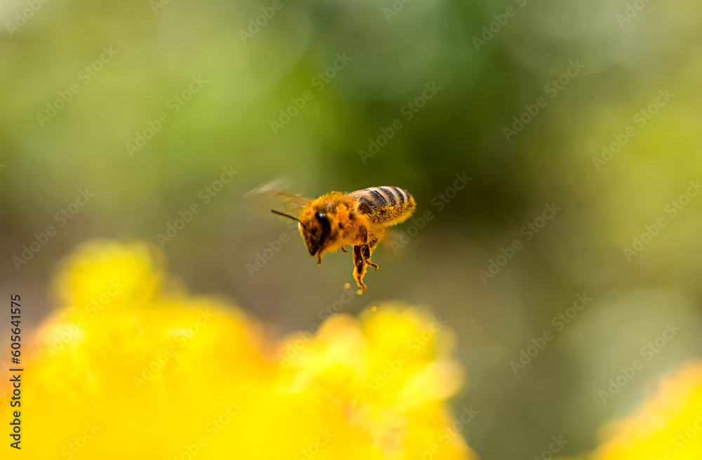 A bee collects nectar from flowers. Macro photo of nature A bee collects nectar from flowers. Macro photo of nature