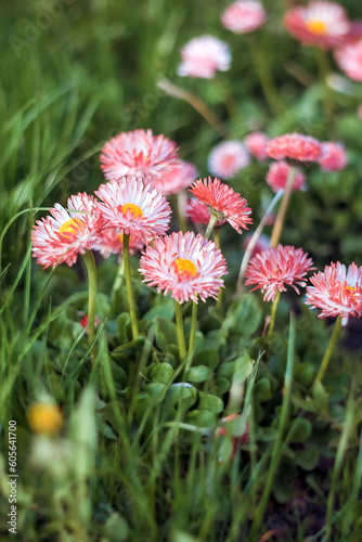 Helichrysum  immortelle  - bright and colorful dried flower