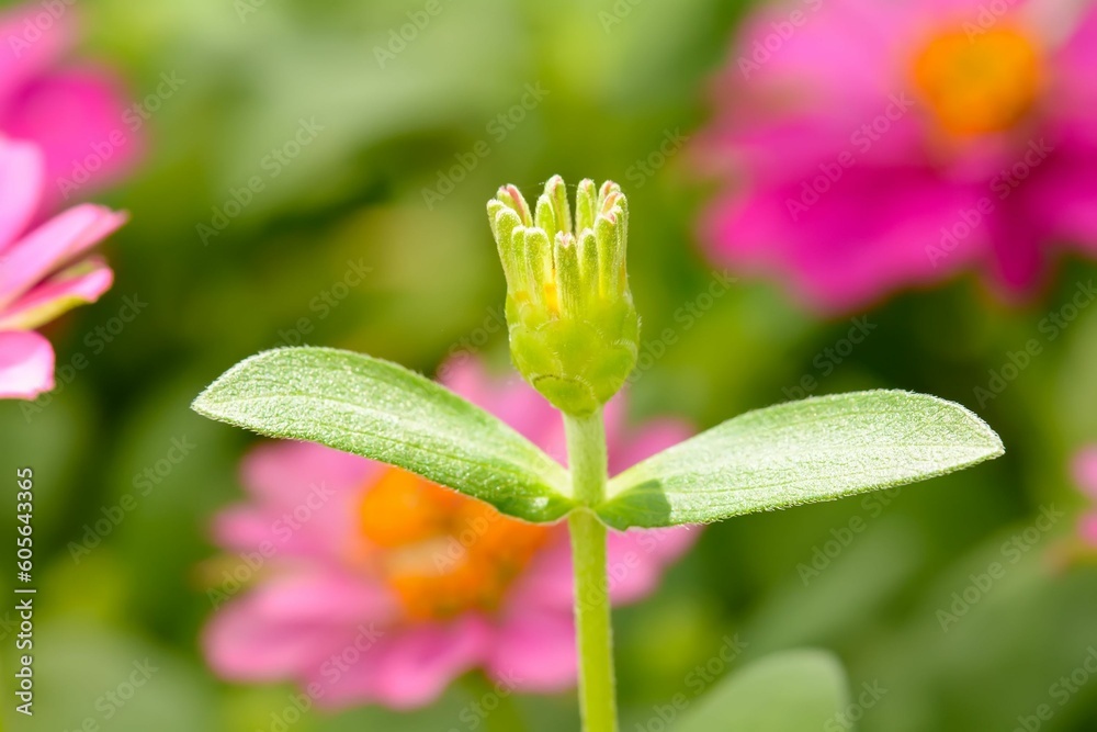 Newly grown Zinnia elegans flower on a nature background Newly grown Zinnia elegans flower on a nature background