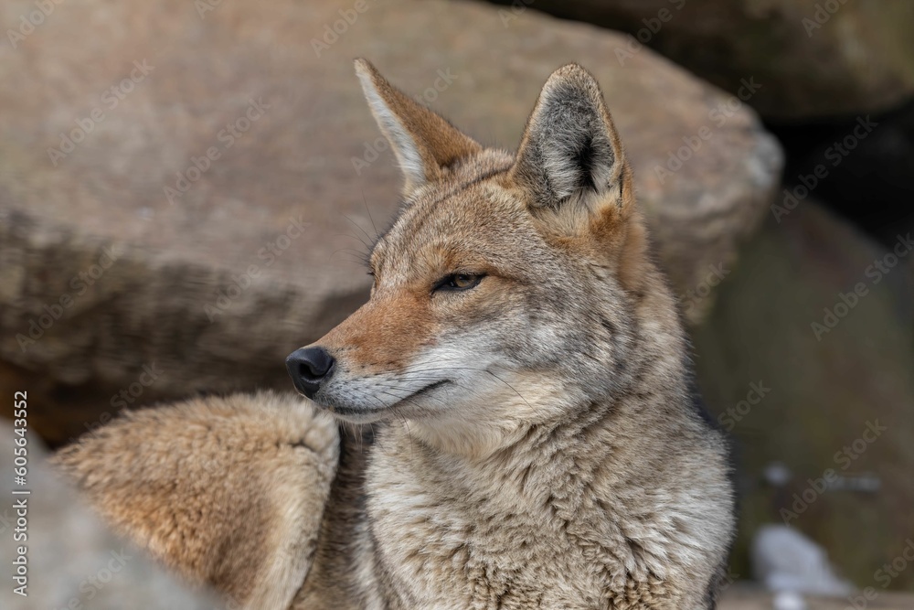 Close-up shot of a Coyote looking to the side with a rock stone background Close-up shot of a Coyote looking to the side with a rock stone background