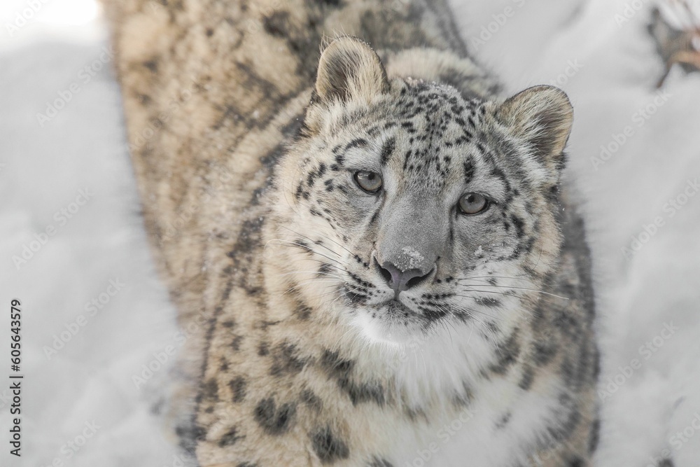 Portrait of a snow leopard (Panthera uncia)