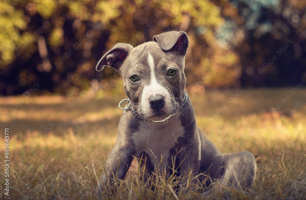 Closeup of a puppy pitbull looking at the camera while sitting in an autumn park