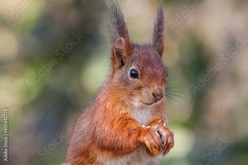 Closeup of a red squirrel in a forest under the sunlight with a blurry background