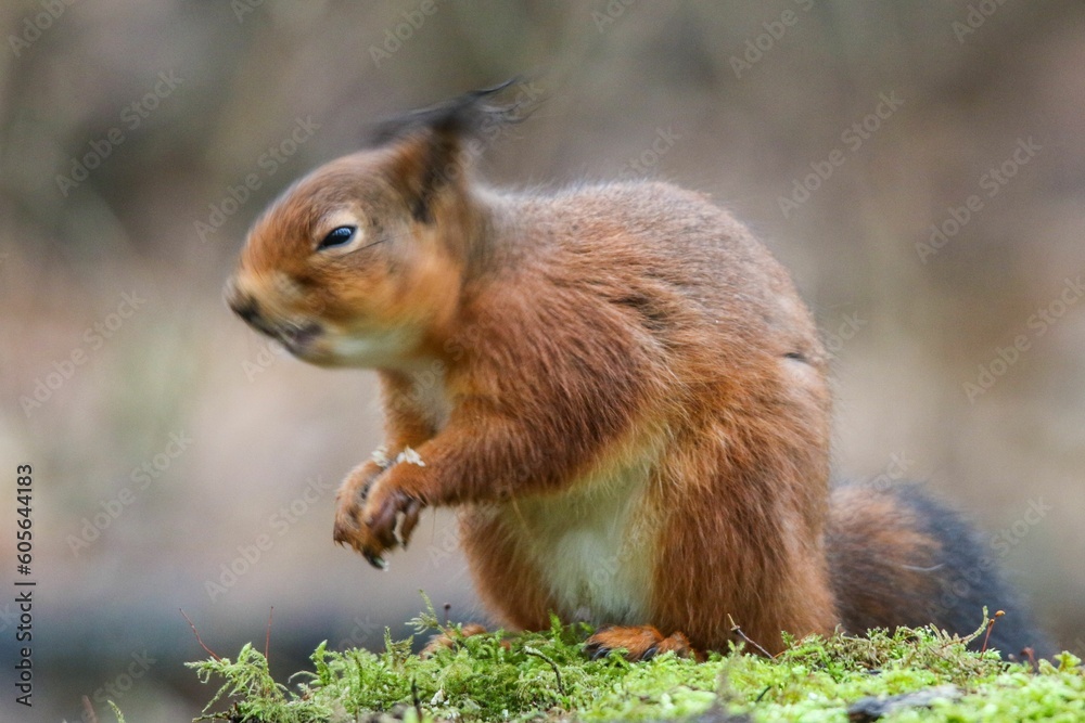 Closeup shot of a squirrel sitting on grass against blur background Closeup shot of a squirrel sitting on grass against blur background