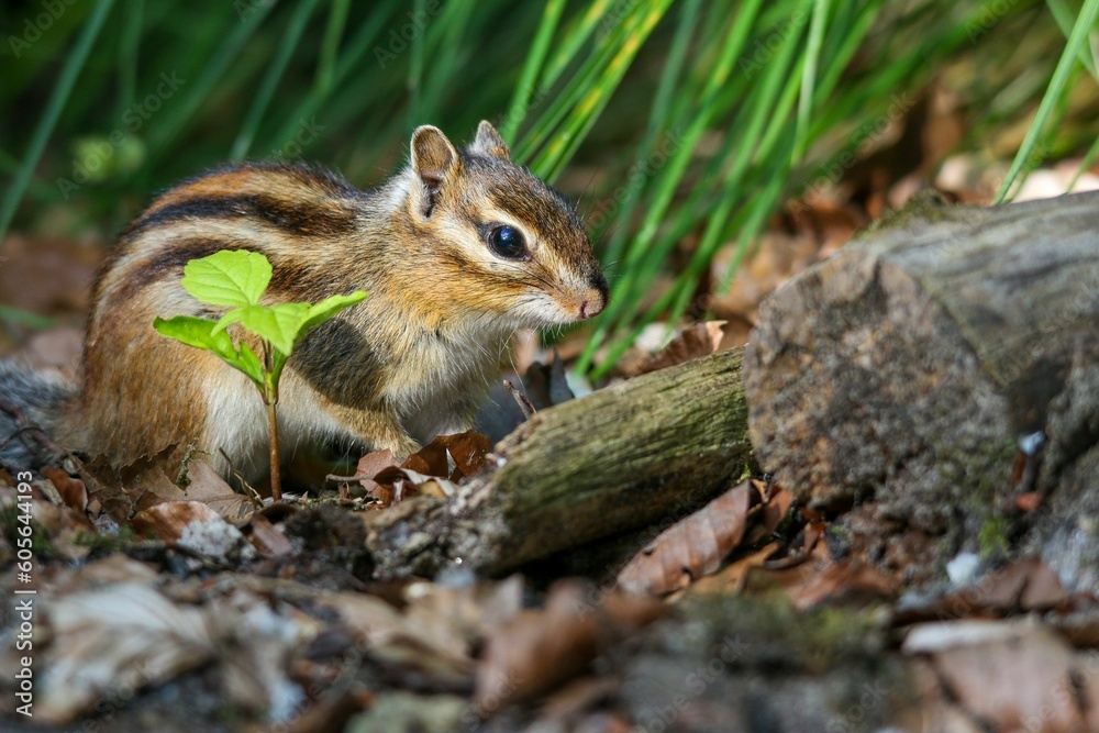 Closeup shot of Asian Chipmunk sitting on ground of forest against blur greenery background Closeup shot of Asian Chipmunk sitting on ground of forest against blur greenery background