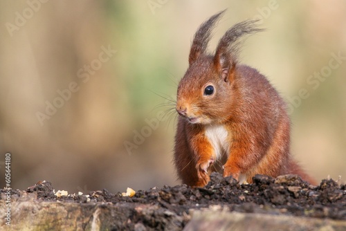 Closeup shot of a squirrel sitting on fence against blur background
