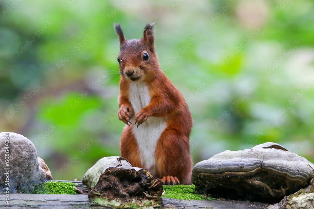 Macro shot of a Red squirrel standing by the stones in a greenery Macro shot of a Red squirrel standing by the stones in a greenery