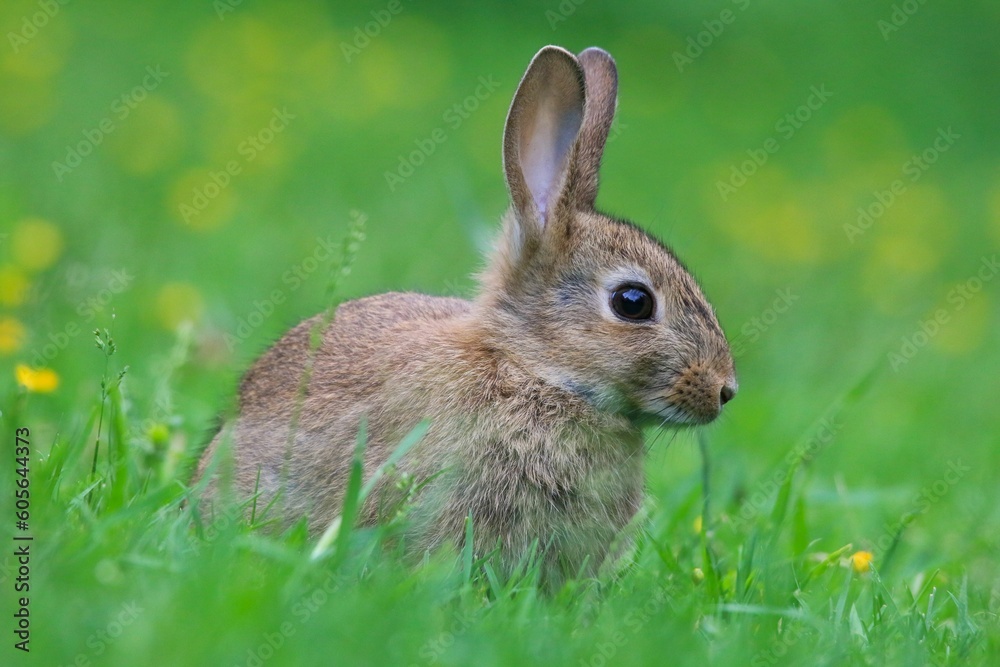 Closeup of an adorable fluffy rabbit in a green field Closeup of an adorable fluffy rabbit in a green field