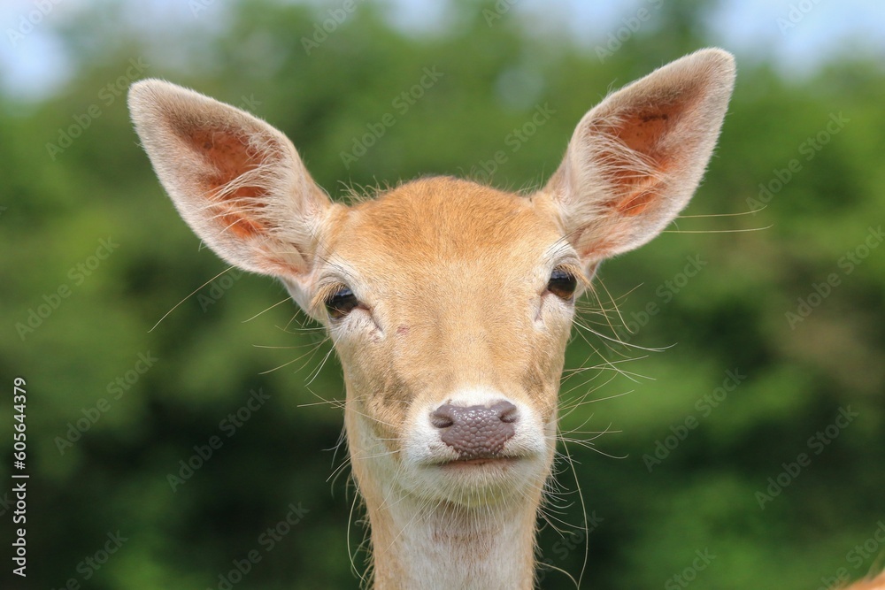 Obraz premium Closeup of an adorable deer in a forest