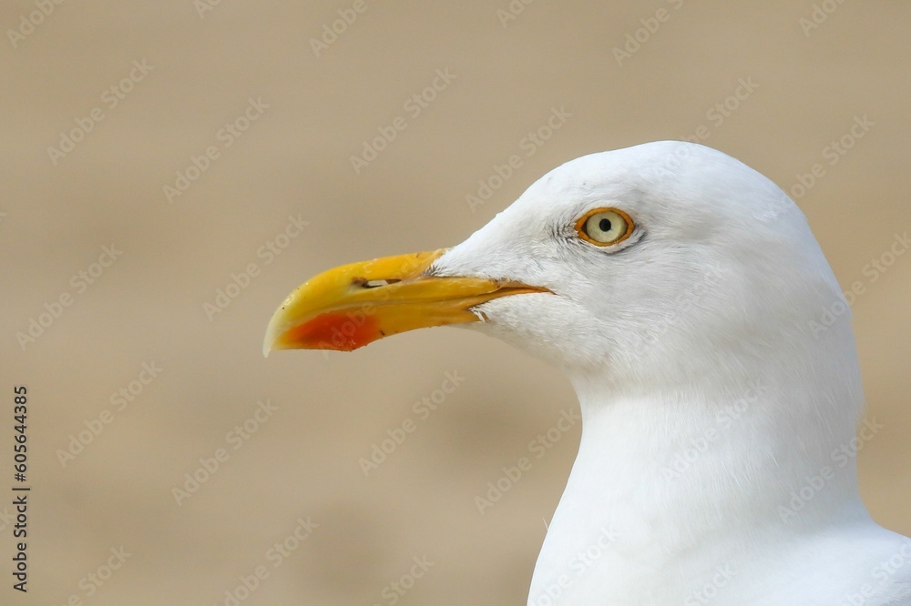 Closeup of a beautiful seagull on the shore of a sandy beach Closeup of a beautiful seagull on the shore of a sandy beach
