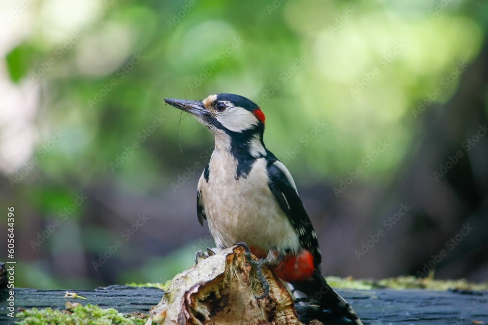 Obraz premium Closeup of a beautiful great spotted woodpecker on a wooden surface in a forest
