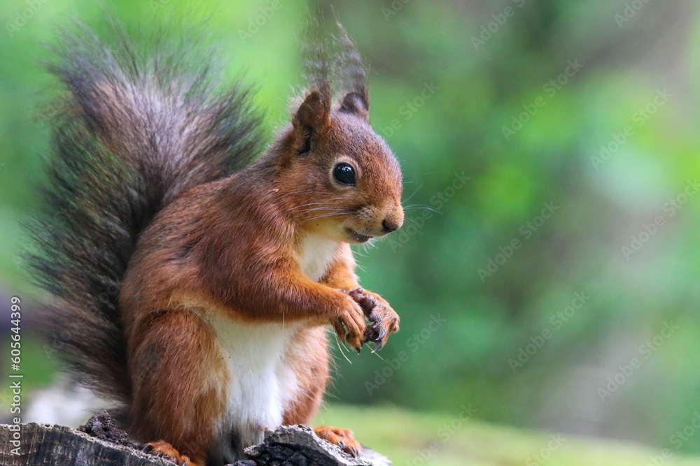 Closeup of an adorable squirrel on a tree stump in the forest Closeup of an adorable squirrel on a tree stump in the forest
