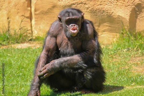 Closeup shot of a chimpanzee making a funny face in an animal preserve