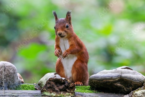 Macro shot of a Red squirrel standing by the stones in a greenery