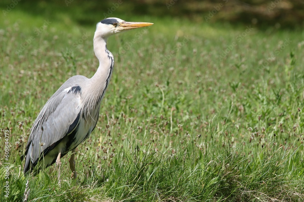 Closeup of a majestic gray heron on green grass Closeup of a majestic gray heron on green grass
