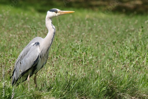 Closeup of a majestic gray heron on green grass