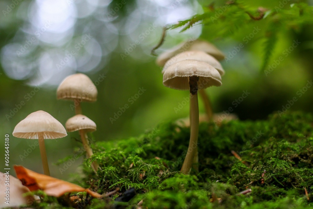 Closeup shot of woodland mushrooms with white caps growing near moss on an isolated background Closeup shot of woodland mushrooms with white caps growing near moss on an isolated background