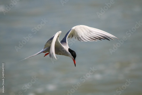 Closeup of an arctic tern mid flight