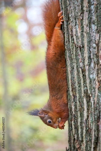 Vertical closeup of a furry red squirrel, sciurus vulgaris rodent climbing down a tree in a forest © Woodhicker_shots1/Wirestock Creators