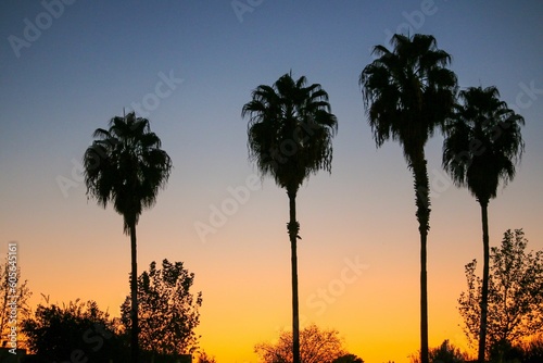 Silhouette of tall palm trees among smaller trees against the sunset sky