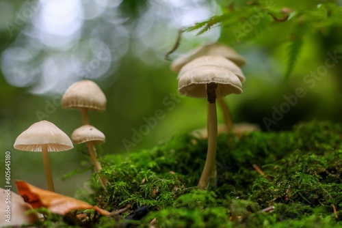 Closeup shot of woodland mushrooms with white caps growing near moss on an isolated background