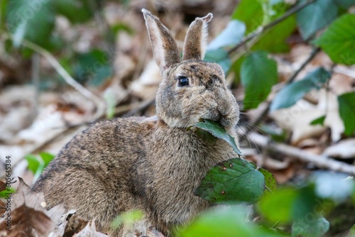 Closeup shot of a European rabbit with a brown fur eating a green leaf in a forest © Woodhicker_shots1/Wirestock Creators