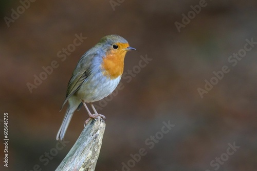 Closeup of a cute European robin on a wood with blurred background