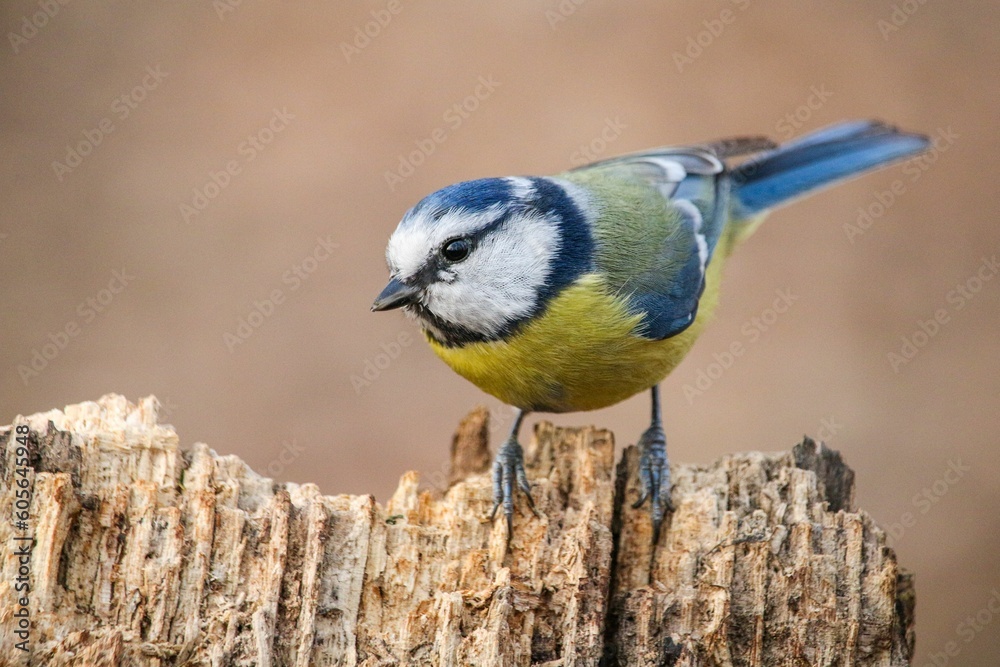 Obraz premium Closeup of a cute Cornwall blue tit on a blurred brown background in the wilderness