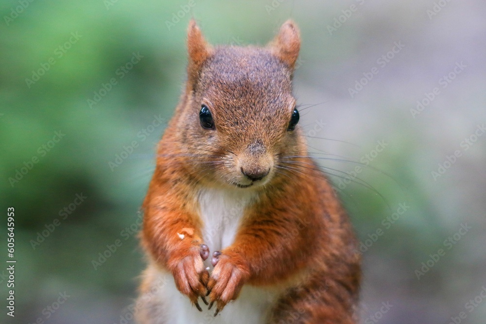 Closeup shot of a small squirrel looking down on a blurry background Closeup shot of a small squirrel looking down on a blurry background
