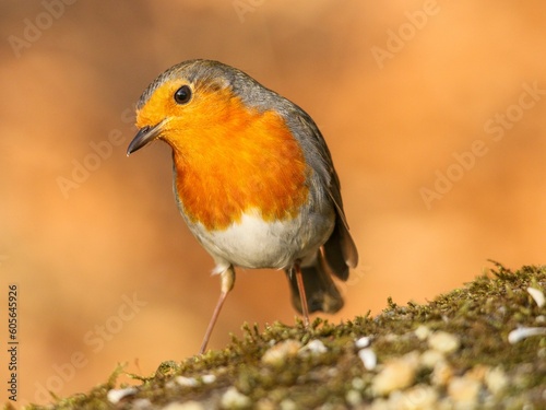 Photo Closeup of a cute little robin redbreast on a blurred orange background