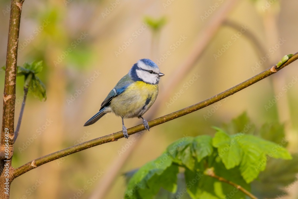 Closeup shot of a blue tit bird perching on a branch on a blurred green background Closeup shot of a blue tit bird perching on a branch on a blurred green background