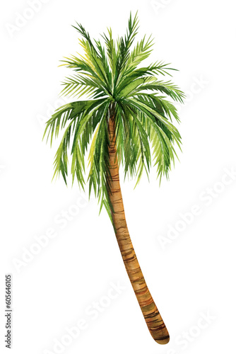 Watercolor Palm trees isolated on white background. hand painted palm tree. Summer print