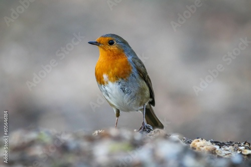 Closeup of a European robin (Erithacus rubecula) against blurred background © Woodhicker_shots1/Wirestock Creators