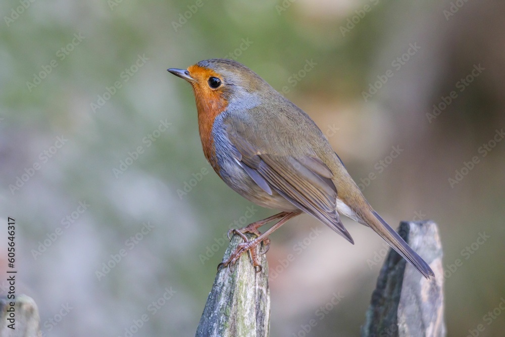 Shallow focus shot of a european robin perched on a fence Shallow focus shot of a european robin perched on a fence