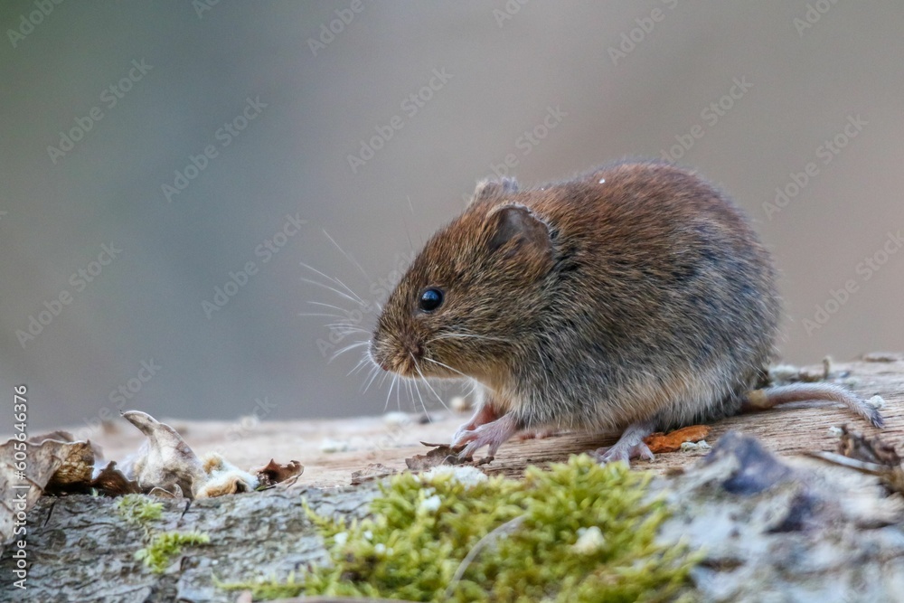 Closeup shot of a small street rat outdoor Closeup shot of a small street rat outdoor
