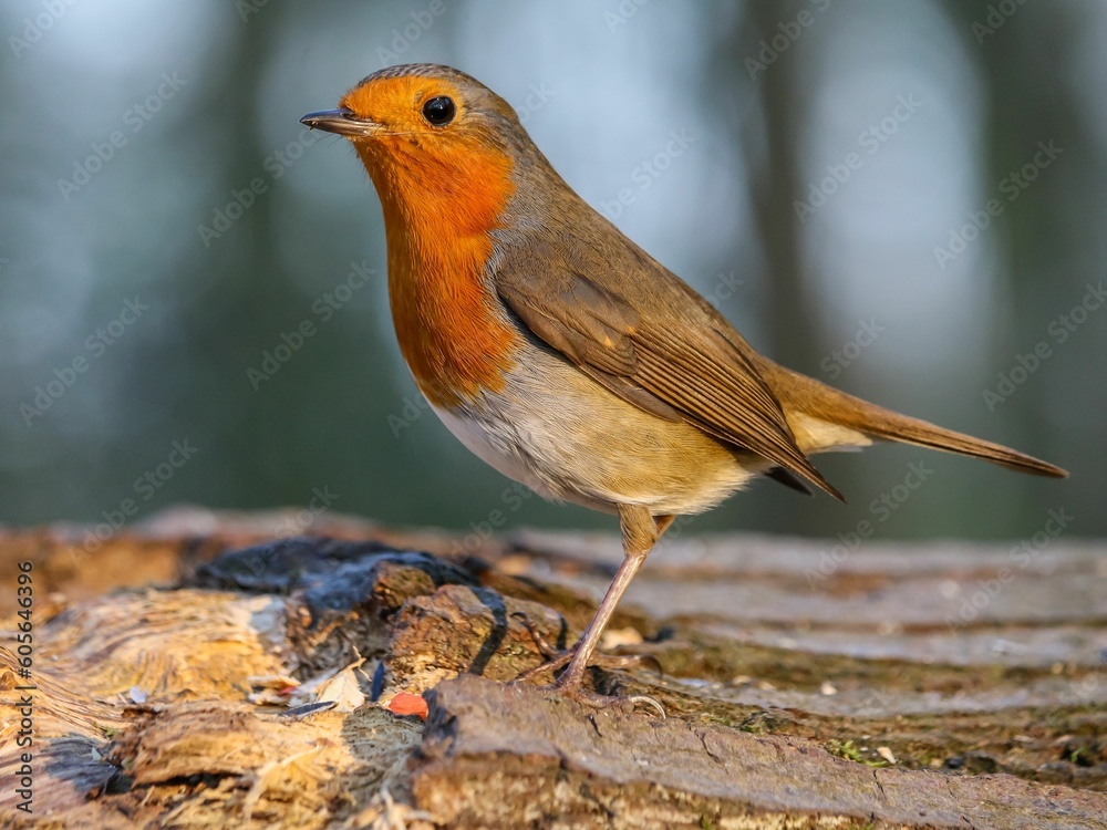 Closeup shot of a small Robin bird standing under sunlight