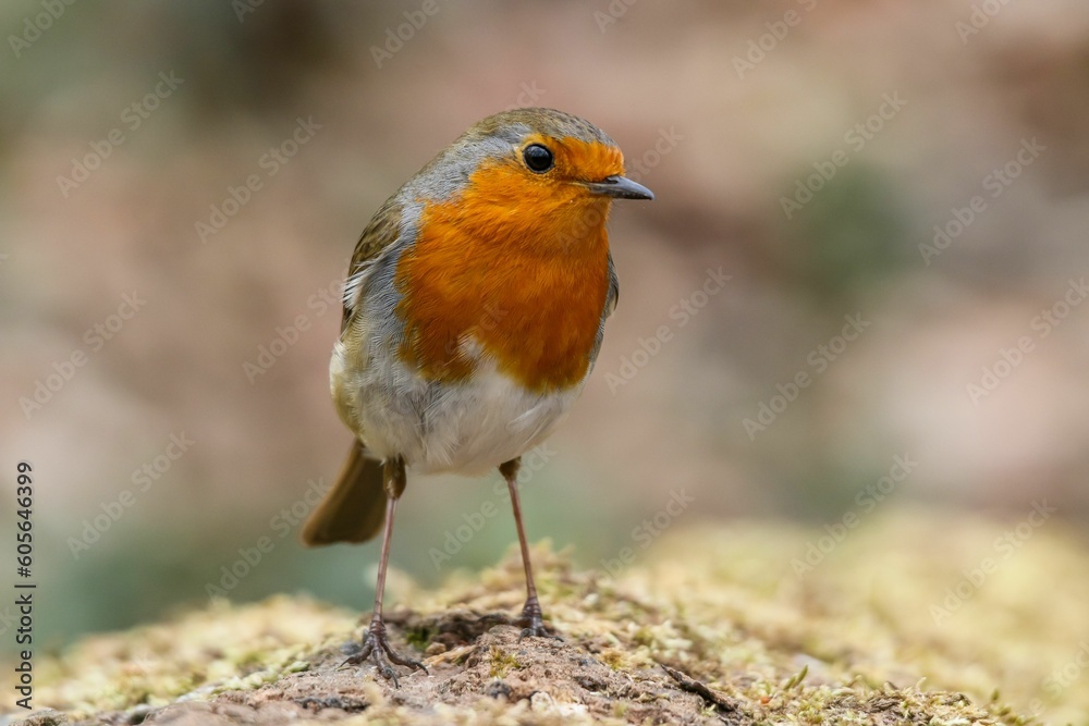 Closeup of a European robin (Erithacus rubecula) on a tree trunk against blurred background Closeup of a European robin (Erithacus rubecula) on a tree trunk against blurred background