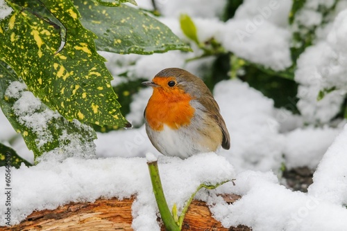 Closeup of a robin (Erithacus rubecula) on a snow-covered branch of a tree © Woodhicker_shots1/Wirestock Creators